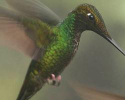 Foto: Colibrí picoespada
