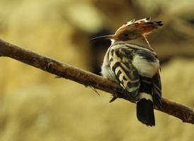 Foto: Abubilla