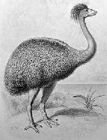 Foto: Aves elefantes