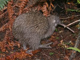 Foto: Kiwi marrón de la isla norte