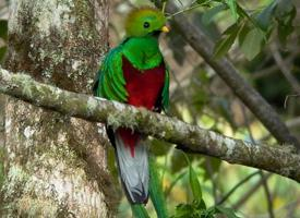 Foto: Quetzal guatemalteco
