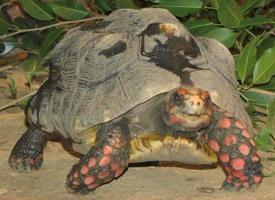Foto: Tortuga terrestre de patas rojas