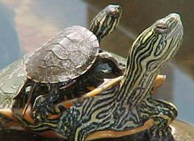 Foto: Tortuga pintada