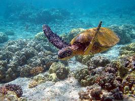 Foto: Tortuga verde