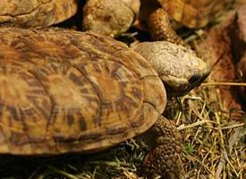 Foto: Tortuga de las rocas
