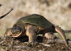 Foto: Tortuga serpentina