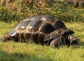 Foto: Tortuga gigante de aldabra