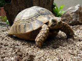 Foto: Tortuga mora