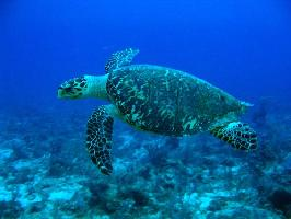 Foto: Tortuga carey