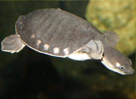 Foto: Tortuga boba papuana