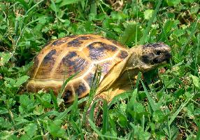 Foto: Tortuga rusa