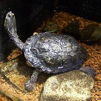 Foto: Tortuga acuática de cuello largo