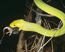 Foto: Mamba verde oriental