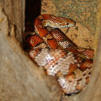 Foto: Serpiente del maíz