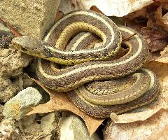 Foto: Serpiente de jarretera