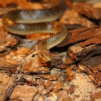 Foto: Culebra de esculapio