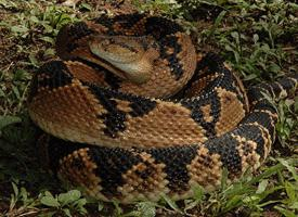 Foto: Serpiente de cascabel muda