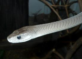 Foto: Mamba negra