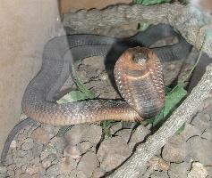 Foto: Cobra egipcia