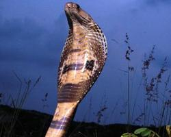 Foto: Cobra india