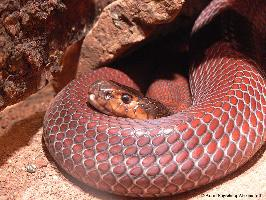 Foto: Cobra escupidora roja