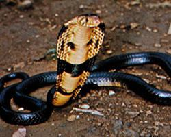 Foto: Cobra escupidora de cuello negro