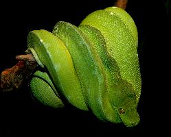 Foto: Pitón arborícola verde
