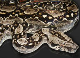 Foto: Boa constrictora