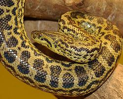 Foto: Anaconda amarilla