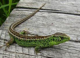Foto: Lagarto ágil