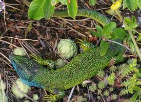 Foto: Lagarto verde