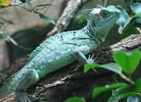Foto: Basilisco verde