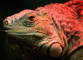 Foto: Iguana
