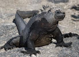 Foto: Iguana marina