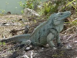 Foto: Iguana azul