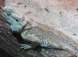 Foto: Dragón barbudo