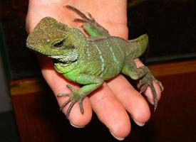 Foto: Dragón de agua chino