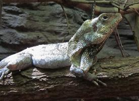 Foto: Lagarto de cuello con volantes
