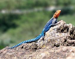 Foto: Agama común