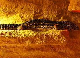 Foto: Gecko leopardo