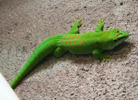 Foto: Gecko diurno de madagascar