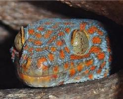 Foto: Gecko tokay