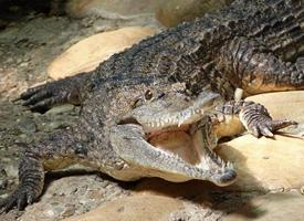 Foto: Cocodrilo de johnstone