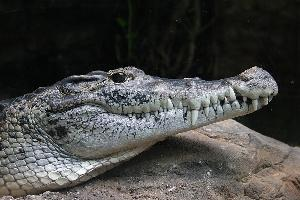 Foto: Cocodrilo de nueva guinea