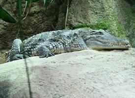Foto: Cocodrilo del nilo