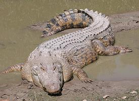 Foto: Cocodrilo marino