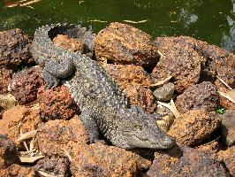 Foto: Cocodrilo de las marismas