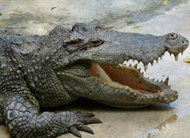 Foto: Cocodrilo siamés