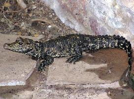 Foto: Cocodrilo enano