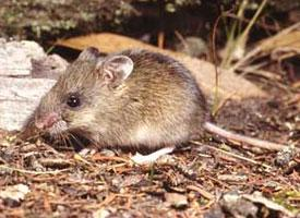 Foto: Ratón marsupial de cola esbelta